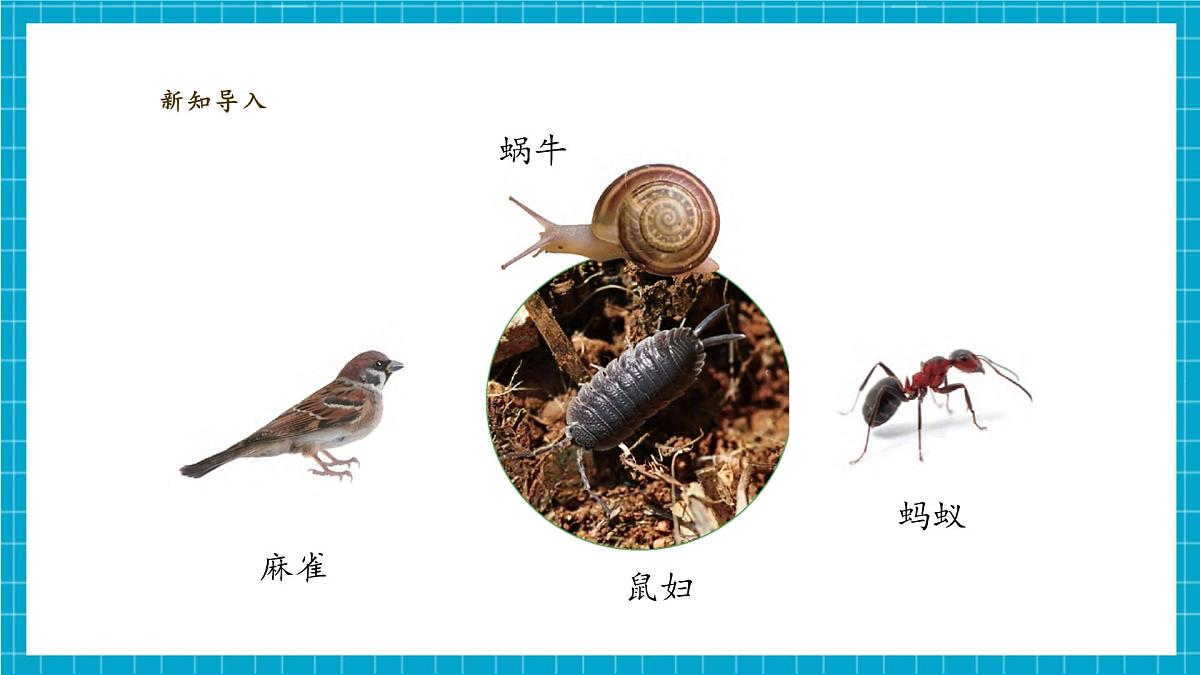 【大单元教学】2.1《我们周围的动物》课时课件第8页