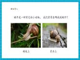 【大單元核心素養(yǎng)】教科版科學(xué)一下2.2《觀察一種動(dòng)物》單元整體設(shè)計(jì)+教學(xué)課件+同步教案