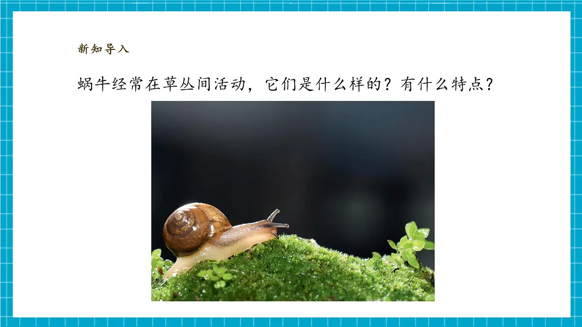 【大单元教学】2.2《观察一种动物》课时课件第6页