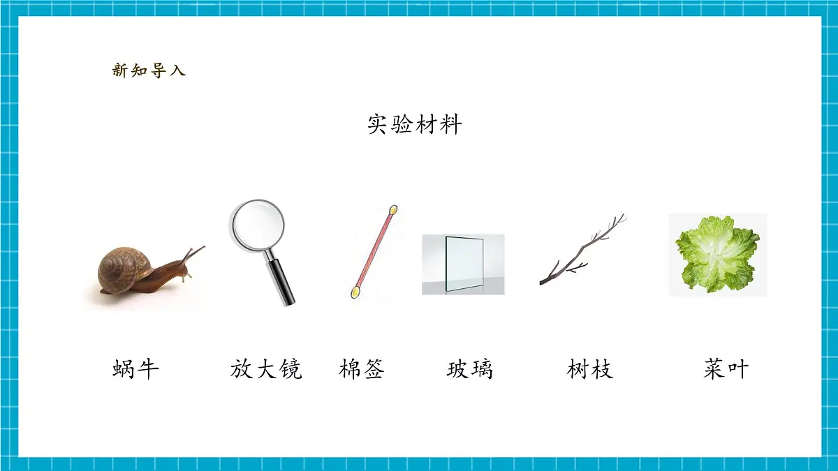 【大单元教学】2.2《观察一种动物》课时课件第7页