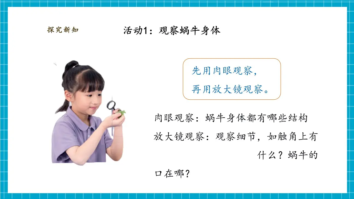 【大单元教学】2.2《观察一种动物》课时课件第8页