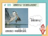 2024-2025學(xué)年教科版科學(xué)一年級(jí)下冊(cè) 2.5《它們吃什么》課件