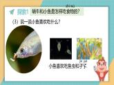 2024-2025學(xué)年教科版科學(xué)一年級(jí)下冊(cè) 2.5《它們吃什么》課件