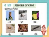 2024-2025學(xué)年教科版科學(xué)一年級下冊 2.1《我們周圍的動(dòng)物》課件