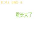 2024-2025學年教科版小學科學三年級下冊教學課件 2.3蠶長大了