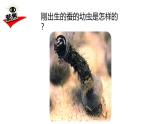 2024-2025學年教科版小學科學三年級下冊教學課件 2.3蠶長大了