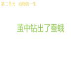 2024-2025學(xué)年教科版小學(xué)科學(xué)三年級(jí)下冊(cè)教學(xué)課件 2.5繭中鉆出了蠶蛾