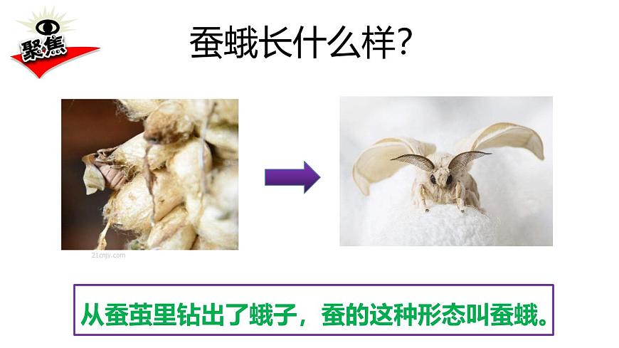 2024-2025学年教科版小学科学三年级下册教学课件 2.5茧中钻出了蚕蛾第2页