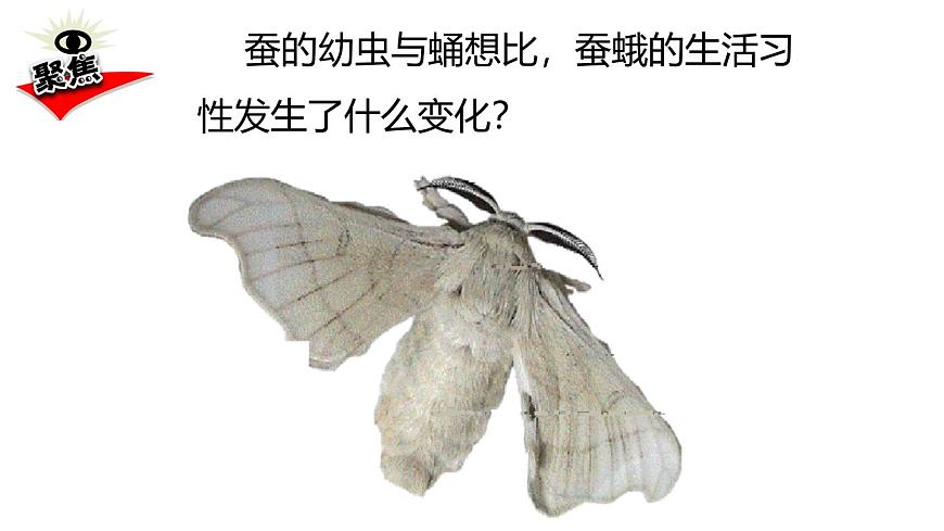 2024-2025学年教科版小学科学三年级下册教学课件 2.5茧中钻出了蚕蛾第3页