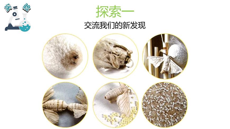 2024-2025学年教科版小学科学三年级下册教学课件 2.5茧中钻出了蚕蛾第4页