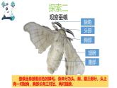 2024-2025學(xué)年教科版小學(xué)科學(xué)三年級(jí)下冊(cè)教學(xué)課件 2.5繭中鉆出了蠶蛾