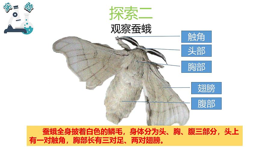 2024-2025学年教科版小学科学三年级下册教学课件 2.5茧中钻出了蚕蛾第5页