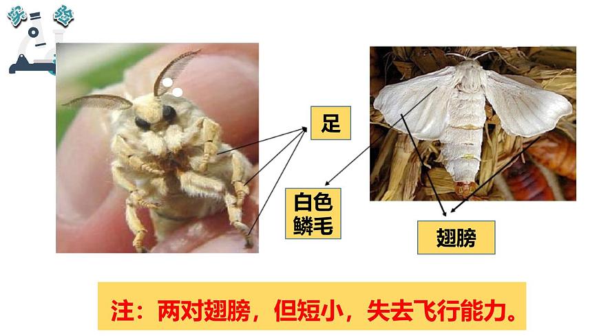 2024-2025学年教科版小学科学三年级下册教学课件 2.5茧中钻出了蚕蛾第7页