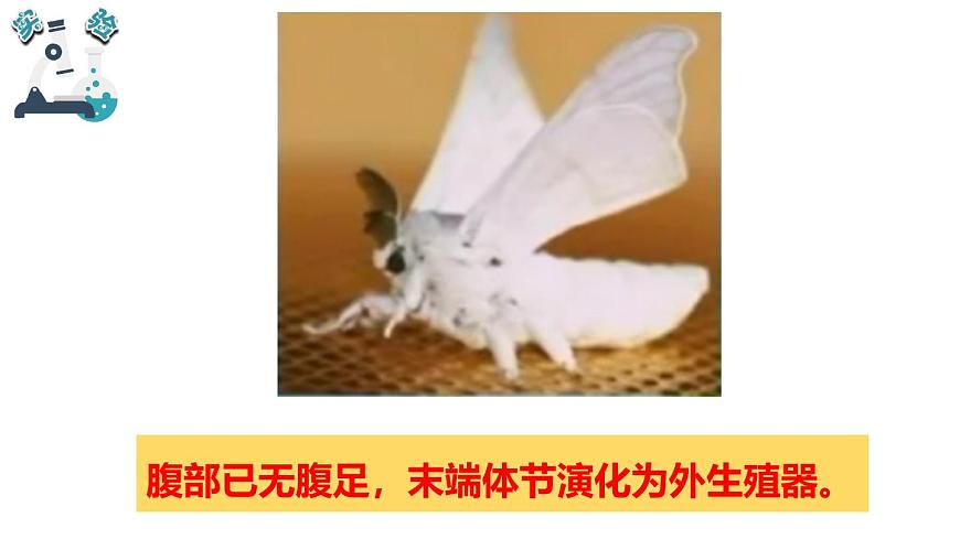 2024-2025学年教科版小学科学三年级下册教学课件 2.5茧中钻出了蚕蛾第8页