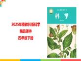 2024-2025學(xué)年教科版小學(xué)科學(xué)四年級下冊教學(xué)課件 1.4莖和葉