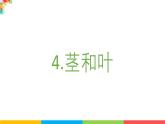 2024-2025學(xué)年教科版小學(xué)科學(xué)四年級下冊教學(xué)課件 1.4莖和葉