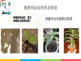 2024-2025學(xué)年教科版小學(xué)科學(xué)四年級下冊教學(xué)課件 1.4莖和葉