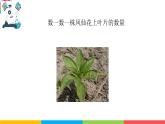 2024-2025學(xué)年教科版小學(xué)科學(xué)四年級下冊教學(xué)課件 1.4莖和葉