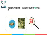 2024-2025學(xué)年教科版小學(xué)科學(xué)四年級下冊教學(xué)課件 1.7種子的傳播