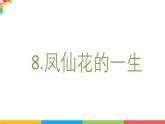 2024-2025學(xué)年教科版小學(xué)科學(xué)四年級下冊教學(xué)課件 1.8鳳仙花的一生
