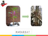 2024-2025學(xué)年教科版小學(xué)科學(xué)四年級下冊教學(xué)課件 1.8鳳仙花的一生