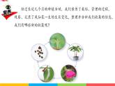 2024-2025學(xué)年教科版小學(xué)科學(xué)四年級下冊教學(xué)課件 1.8鳳仙花的一生