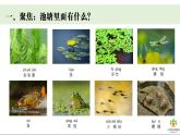 2024-2025學(xué)年教科版一年級下冊教學(xué)課件 2-4《水中的動物》