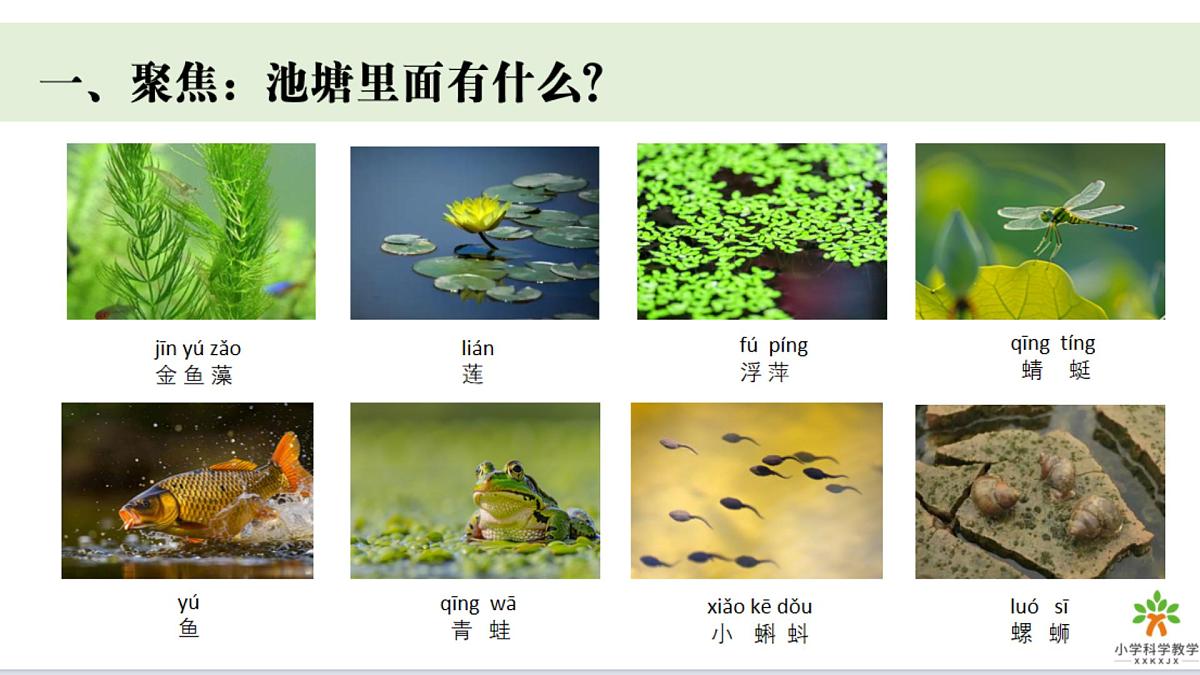 2024-2025学年教科版一年级下册教学课件 2-4《水中的动物》第3页