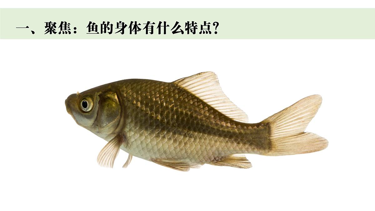 2024-2025学年教科版一年级下册教学课件 2-4《水中的动物》第4页