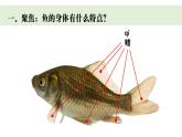 2024-2025學(xué)年教科版一年級下冊教學(xué)課件 2-4《水中的動物》
