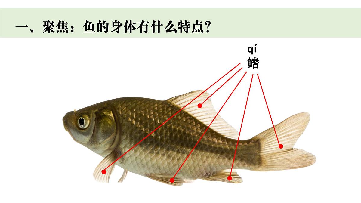 2024-2025学年教科版一年级下册教学课件 2-4《水中的动物》第5页