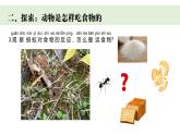 2024-2025學(xué)年教科版一年級(jí)下冊(cè)教學(xué)課件 2-5《它們吃什么》