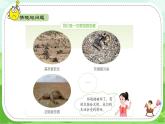 【核心素養(yǎng)】冀人版（2024版）小學(xué)科學(xué)一年級(jí) 下冊(cè) 11 和諧共生  課件+教案（含教學(xué)反思）