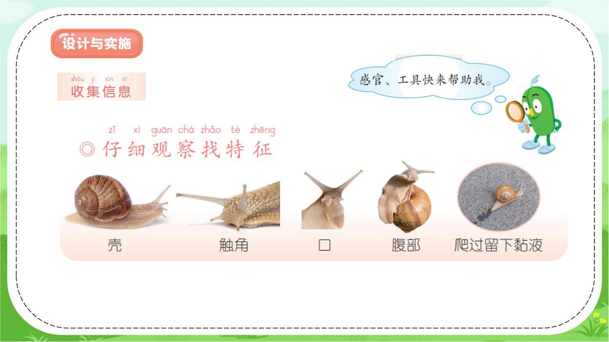 【核心素养】冀人版（2024版）小学科学一年级下册 12 给蜗牛建个小小的家  课件第6页