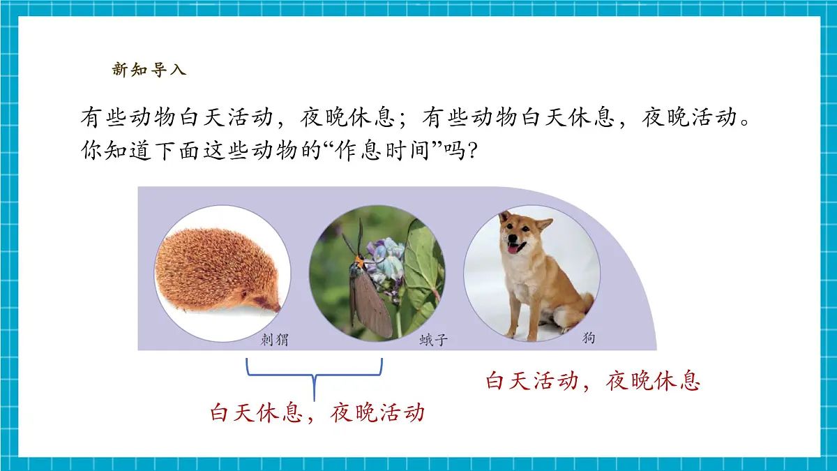 【大单元整体教学】3.11《昼夜对动物的影响》课时课件第4页