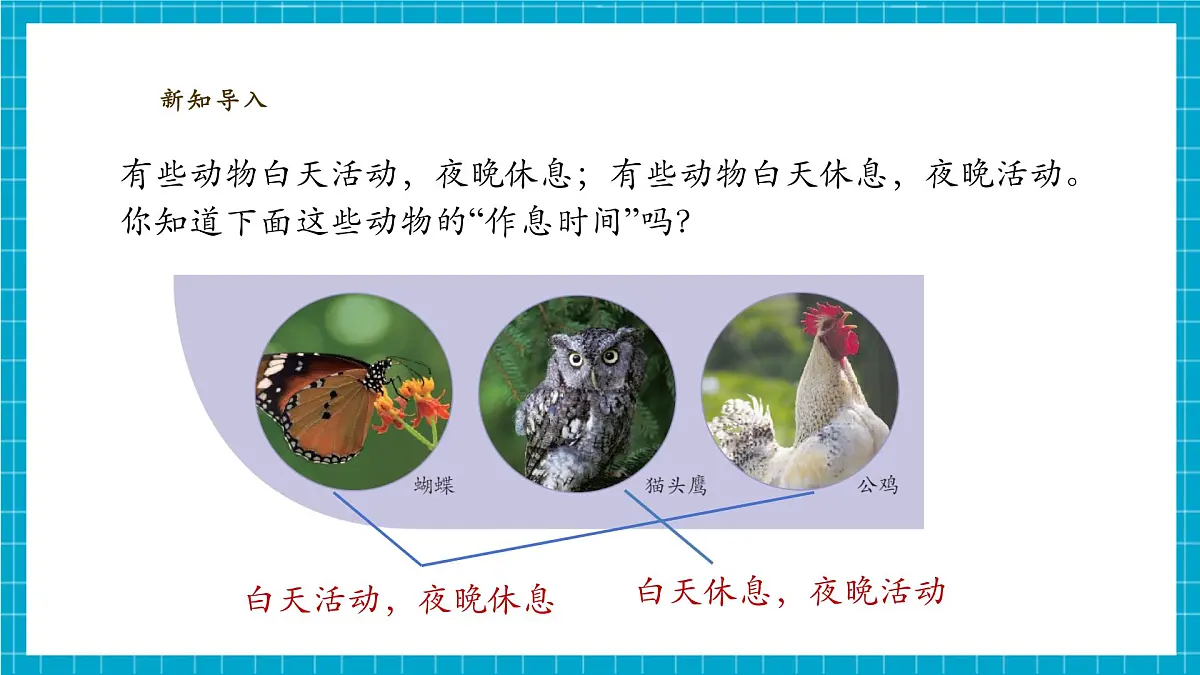 【大单元整体教学】3.11《昼夜对动物的影响》课时课件第5页