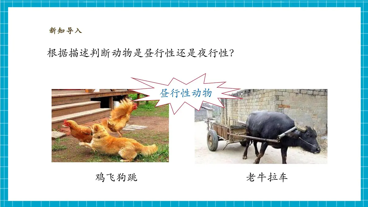 【大单元整体教学】3.11《昼夜对动物的影响》课时课件第8页