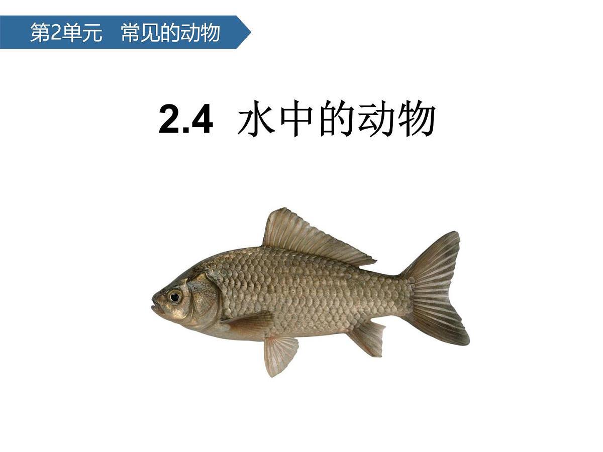 2.4水中的动物 课件-2024-2025学年科学一年级下册教科版第1页