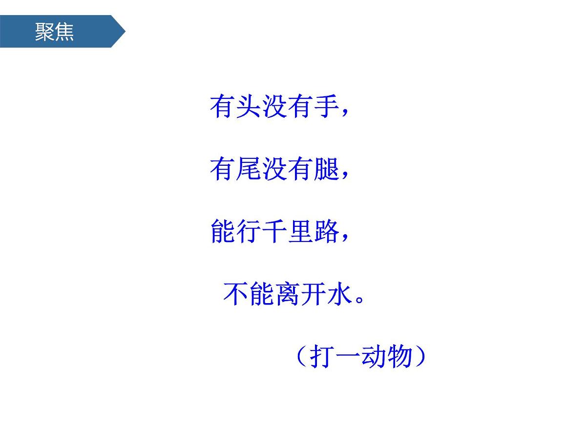 2.4水中的动物 课件-2024-2025学年科学一年级下册教科版第3页