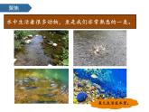 2.4水中的動(dòng)物 課件-2024-2025學(xué)年科學(xué)一年級下冊教科版
