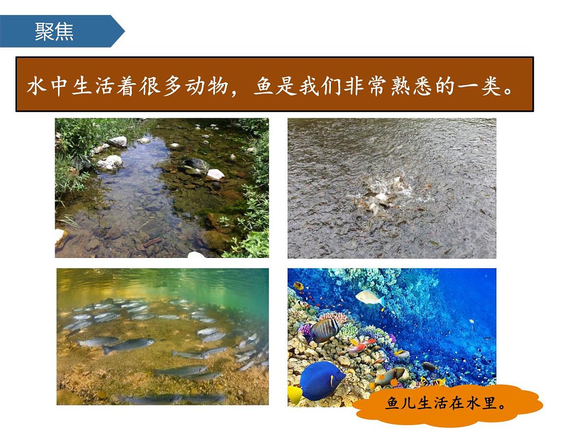 2.4水中的动物 课件-2024-2025学年科学一年级下册教科版第4页
