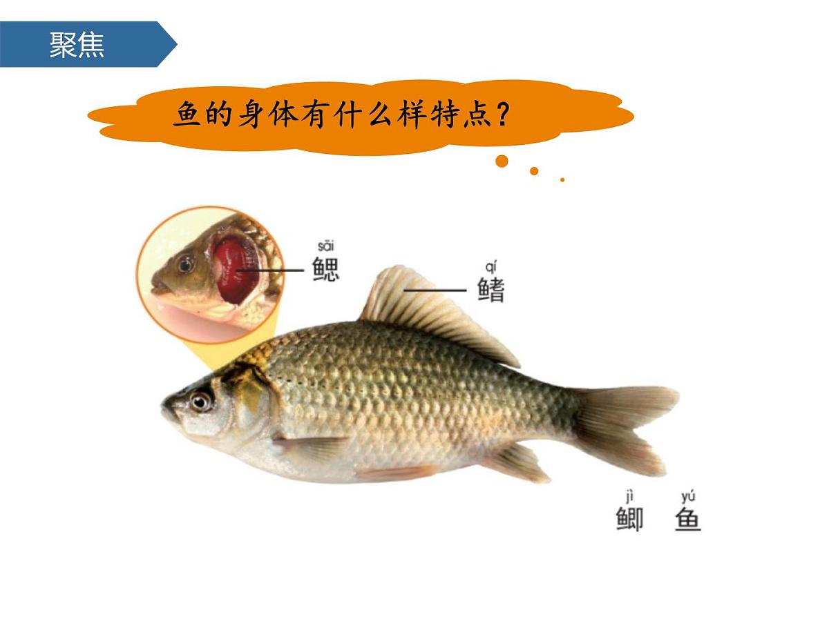 2.4水中的动物 课件-2024-2025学年科学一年级下册教科版第5页