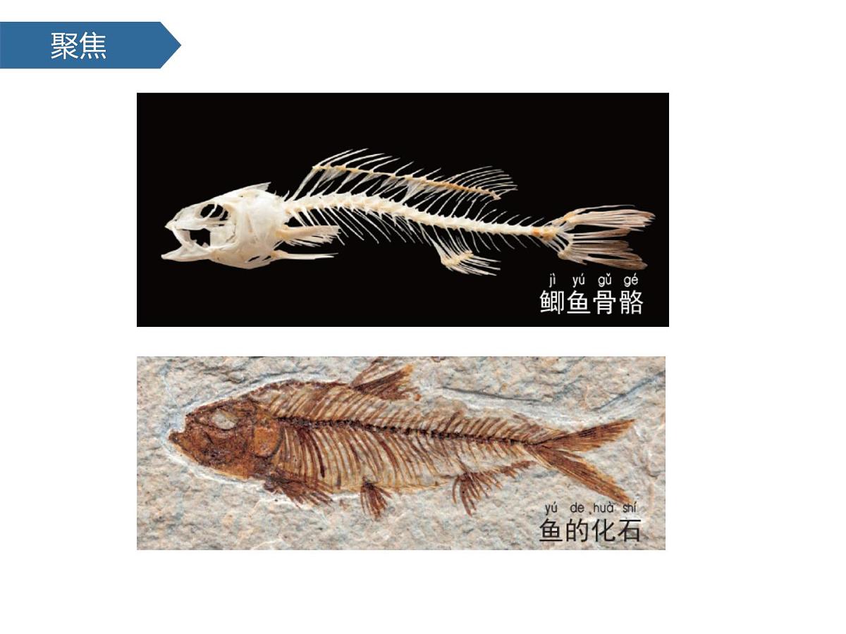 2.4水中的动物 课件-2024-2025学年科学一年级下册教科版第6页