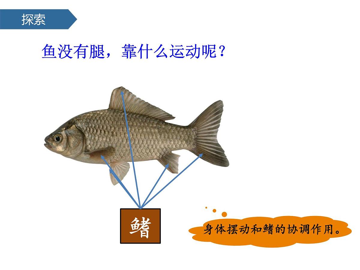 2.4水中的动物 课件-2024-2025学年科学一年级下册教科版第8页
