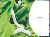 【核心素養(yǎng)優(yōu)質(zhì)課】教科版科學(xué)三年級下冊2.1 迎接蠶寶寶的到來（教學(xué)課件+同步教案含反思）
