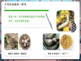 【核心素養(yǎng)優(yōu)質(zhì)課】教科版科學(xué)三年級(jí)下冊(cè)2.2 認(rèn)識(shí)其他動(dòng)物的卵（教學(xué)課件+同步教案含反思）