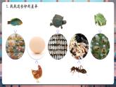 【核心素養(yǎng)優(yōu)質(zhì)課】教科版科學(xué)三年級(jí)下冊(cè)2.2 認(rèn)識(shí)其他動(dòng)物的卵（教學(xué)課件+同步教案含反思）