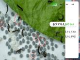 【核心素養(yǎng)優(yōu)質課】教科版科學三年級下冊2.3 蠶長大了（教學課件+同步教案含反思）