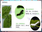【核心素養(yǎng)優(yōu)質課】教科版科學三年級下冊2.3 蠶長大了（教學課件+同步教案含反思）