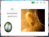 【核心素養(yǎng)優(yōu)質(zhì)課】教科版科學(xué)三年級下冊2.4 蠶變了新模樣（教學(xué)課件+同步教案含反思）